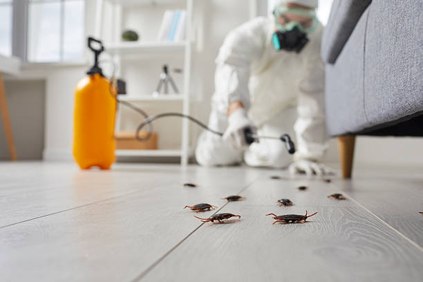 Commercial Kitchen Cockroach Control in Watauga